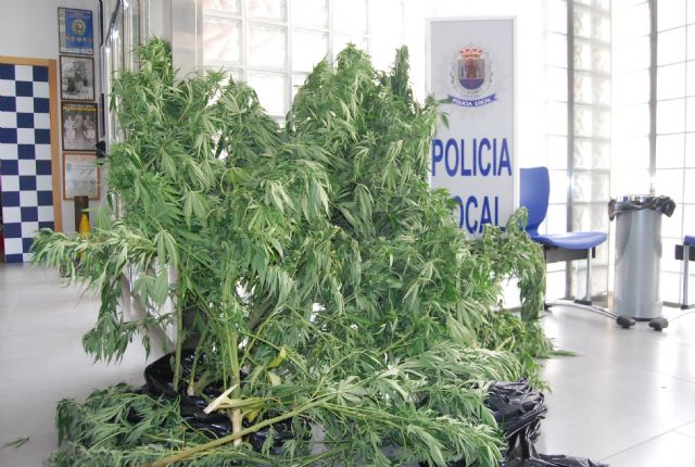 La Policía Local de Totana interviene en un control a vehículos diez plantas de marihuana, Foto 2