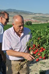 La Comunidad consigue salvar el cultivo tradicional del pimiento para pimentn mediante el programa Agricultura Limpia