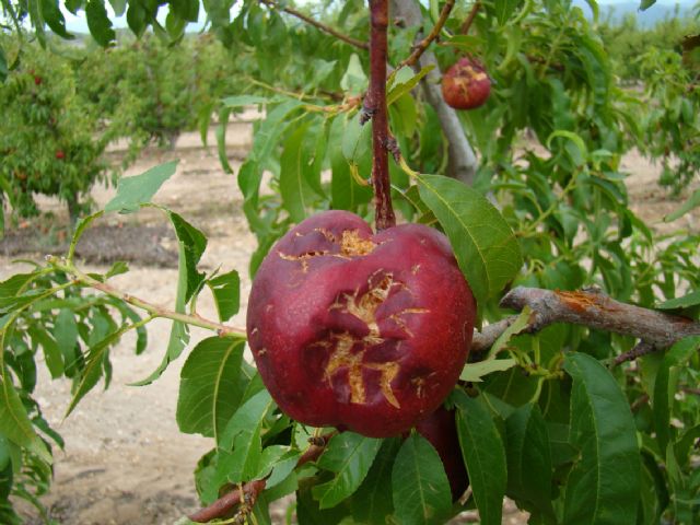 Los tres grupos municipales piden a las administraciones que Jumilla se incluya en la línea de ayudas por el pedrisco - 1, Foto 1