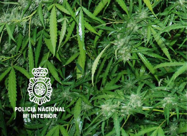 Intervenidas ocho plantas de marihuana en un huerto de Murcia - 1, Foto 1