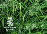 Intervenidas ocho plantas de marihuana en un huerto de Murcia
