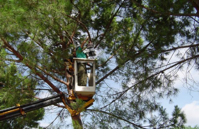 'Montes' instala trampas contra la 'procesionaria' - 1, Foto 1