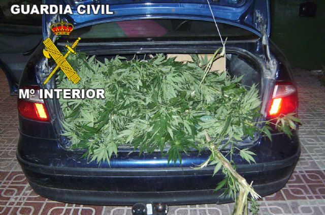 La Guardia Civil detiene a tres personas cuando transportaban plantas de marihuana en el maletero de un vehiculo - 1, Foto 1
