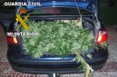 La Guardia Civil detiene a tres personas cuando transportaban plantas de marihuana en el maletero de un vehiculo