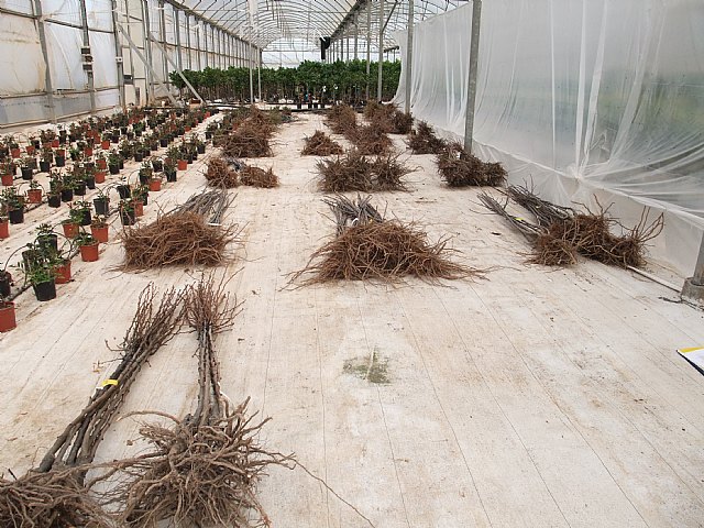 Agricultura anima a los viveristas de frutales a asociarse para abaratar costes de las nuevas exigencias europeas - 1, Foto 1