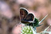 La Consejera de Agricultura sensibiliza sobre la importancia de las mariposas en Sierra Espuña