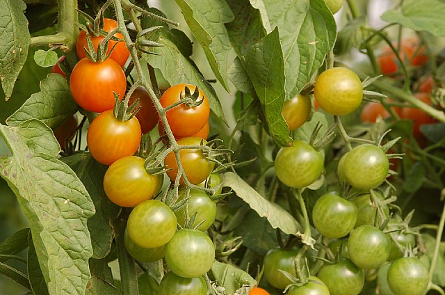 Agricultura experimenta un nuevo sistema para plagas del tomate denominado ´Falsas pistas´ - 1, Foto 1