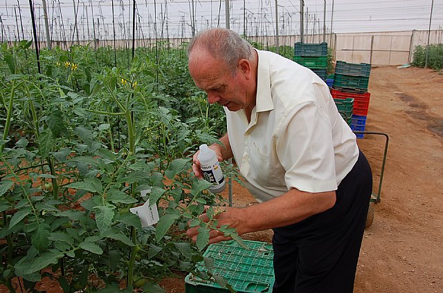 Agricultura experimenta un nuevo sistema para plagas del tomate denominado ´Falsas pistas´ - 2, Foto 2