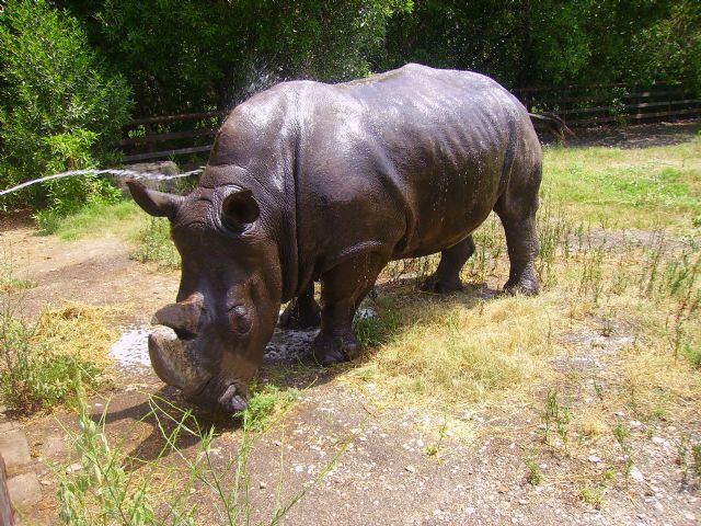 Espectacular traslado de Rinoceronte Blanco desde Elche a Terra Natura Murcia - 1, Foto 1