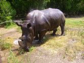 Espectacular traslado de Rinoceronte Blanco desde Elche a Terra Natura Murcia