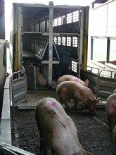Agricultura formar a los trabajadores del sector ganadero para fomentar el bienestar animal en el transporte