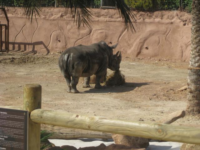 La rinoceronte 'Chiqui' ya pasea por Terra Natura Murcia - 3, Foto 3