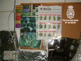 Desmantelada una plantacin de marihuana instalada en un garaje de La Ñora
