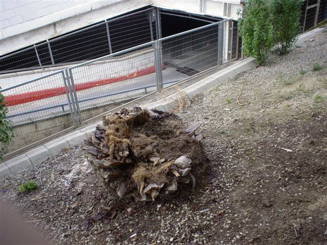 El Grupo Socialista exige al PP que reaccione de una vez por todas ante la plaga de picudo rojo y adopte con carácter urgente medidas eficaces - 2, Foto 2