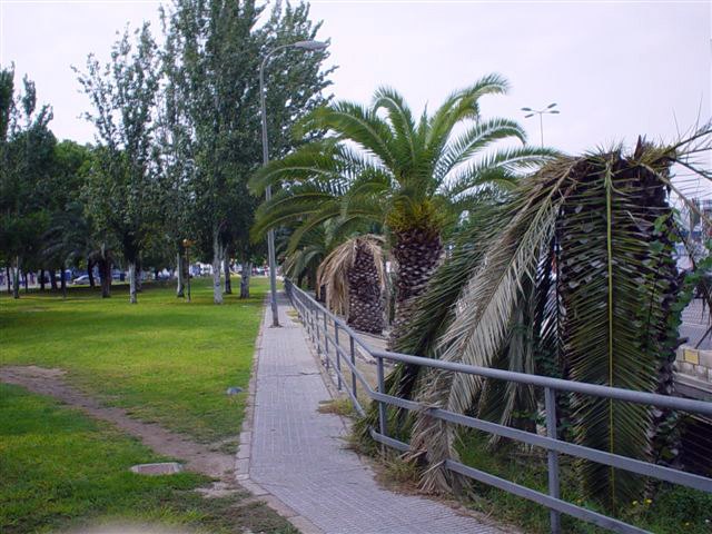 El Grupo Socialista exige al PP que reaccione de una vez por todas ante la plaga de picudo rojo y adopte con carácter urgente medidas eficaces - 3, Foto 3