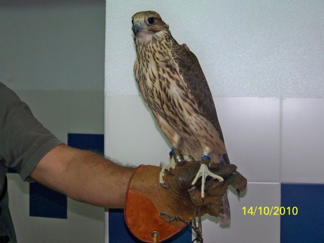 Recuperan un halcón peregrino joven que se encontraba cazando palomas en el Jardín de Aviación - 1, Foto 1