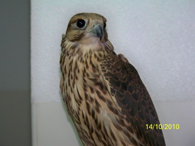 Recuperan un halcón peregrino joven que se encontraba cazando palomas en el Jardín de Aviación - 2, Foto 2