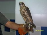 Recuperan un halcón peregrino joven que se encontraba cazando palomas en el Jardín de Aviación