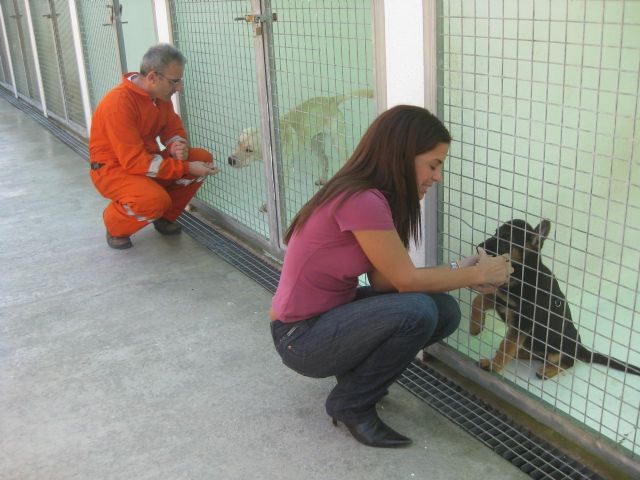 Protección Civil cuenta con tres perros que participan en tareas de rescate y búsqueda de desaparecidos - 1, Foto 1