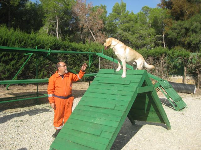 Protección Civil cuenta con tres perros que participan en tareas de rescate y búsqueda de desaparecidos - 2, Foto 2