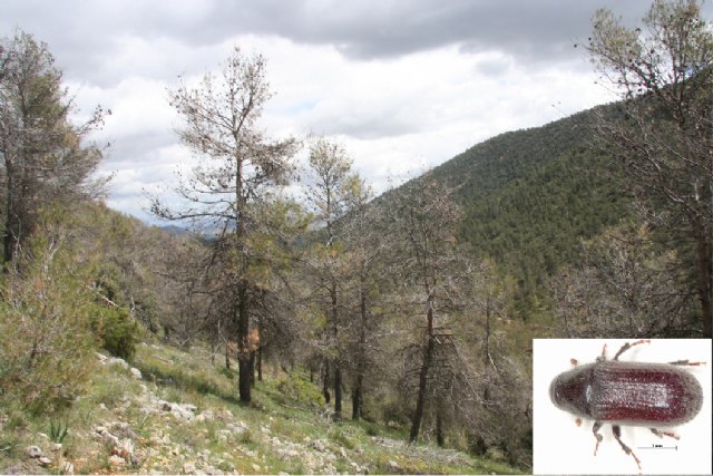 La Comunidad desarrolla un sistema de seguimiento permanente de los bosques de la Región - 1, Foto 1
