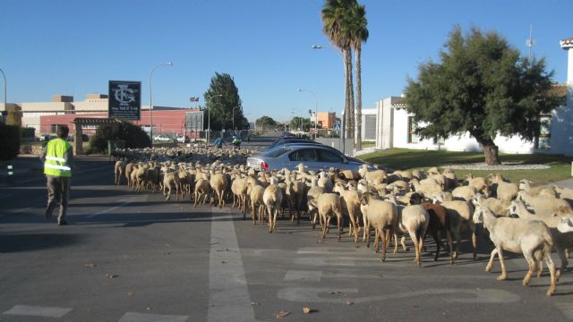Medio millar de ovejas cruzan la avenida Aviación Española - 2, Foto 2