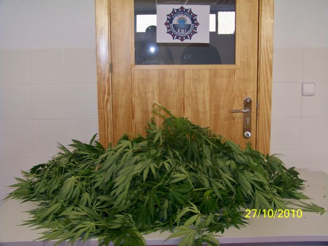 Incautan varias plantas de marihuana localizadas dentro de un turismo - 1, Foto 1