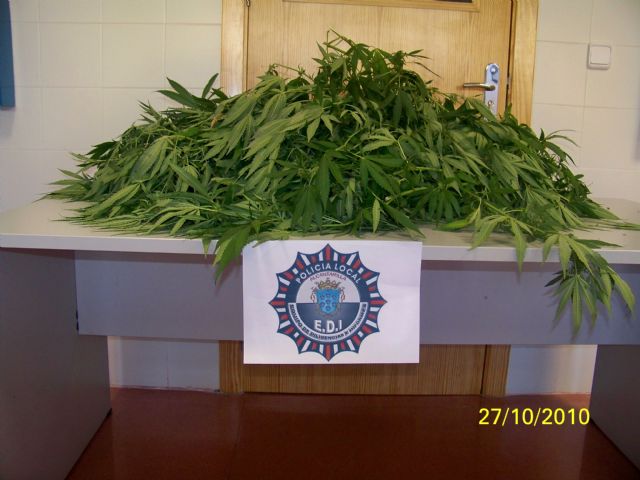 Incautan varias plantas de marihuana localizadas dentro de un turismo - 2, Foto 2