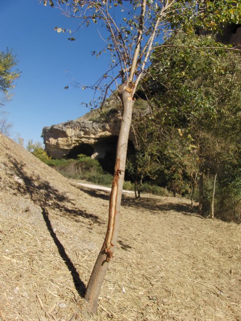 Piden que se adopten medidas ante una serie de obras de vallado ilegal en el estrecho de la Encarnación, junto al Río Quipar - 4, Foto 4