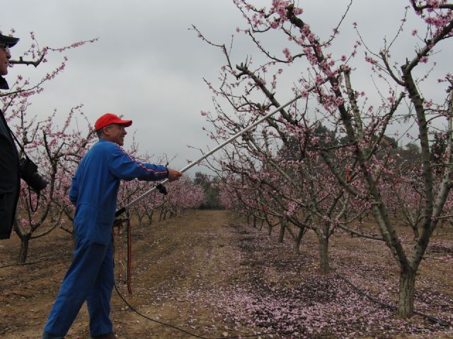 Desarrollan una maquinaria que reduce hasta un 90% el tiempo de aclareo en melocotoneros y dos tercios del coste económico - 1, Foto 1