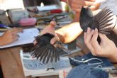 Anillamiento cientfico de aves en el Campus de Espinardo