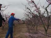 Desarrollan una maquinaria que reduce hasta un 90% el tiempo de aclareo en melocotoneros y dos tercios del coste econmico