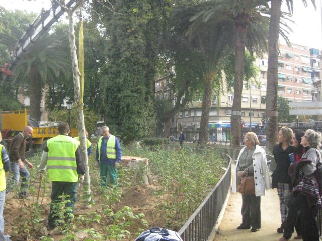 Plantan tres nuevos Plátanos de sombra en el jardín de Floridablanca - 1, Foto 1