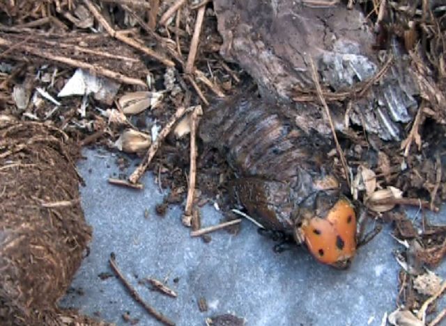 El viento y el picudo tiran una palmera en la calle Real - 1, Foto 1