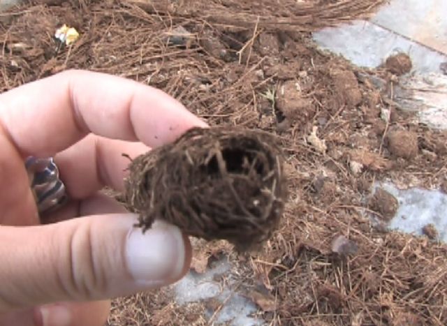 El viento y el picudo tiran una palmera en la calle Real - 2, Foto 2