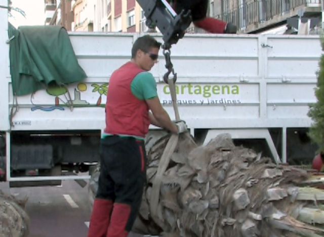 El viento y el picudo tiran una palmera en la calle Real - 3, Foto 3