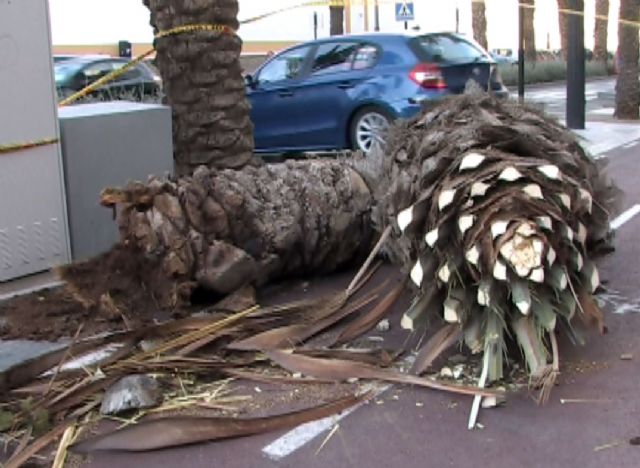 El viento y el picudo tiran una palmera en la calle Real - 4, Foto 4