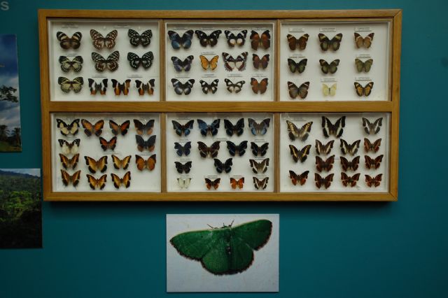 Hasta el 14 de noviembre se puede disfrutar de la V Semana Gastronómica que está resultando ´un éxito´ - 2, Foto 2