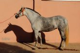 La Universidad de Murcia se hace con una yegua del Hierro del Bocado