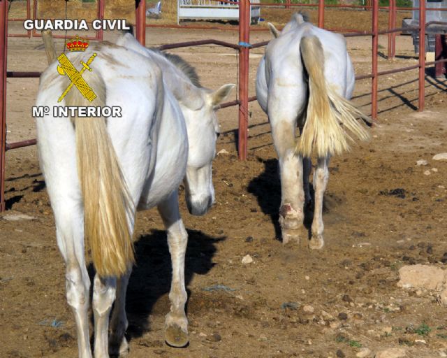 La Guardia Civil inmoviliza una escuela de arte ecuestre - 2, Foto 2