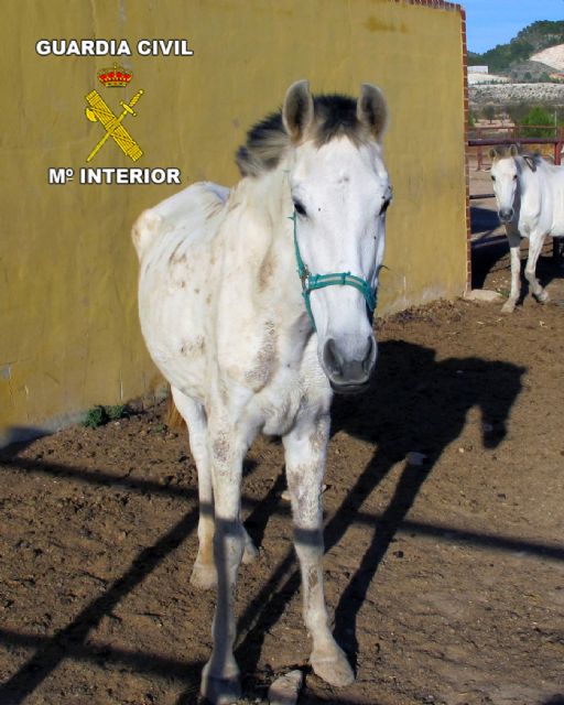 La Guardia Civil inmoviliza una escuela de arte ecuestre - 3, Foto 3