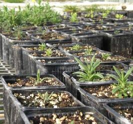 Primeros ensayos de reforestación de suelos áridos en Murcia - 1, Foto 1