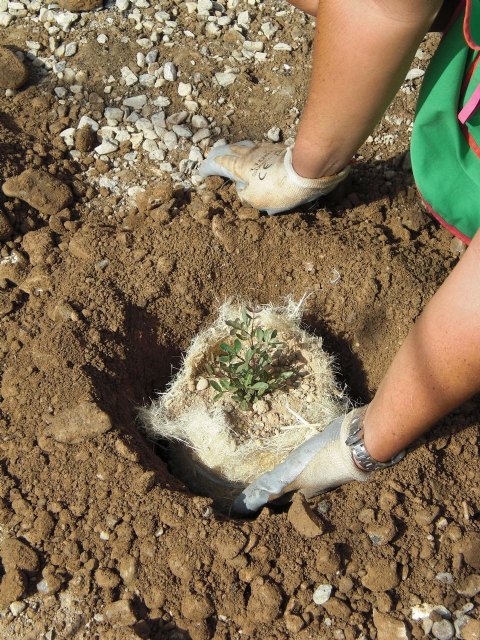Primeros ensayos de reforestación de suelos áridos en Murcia - 2, Foto 2