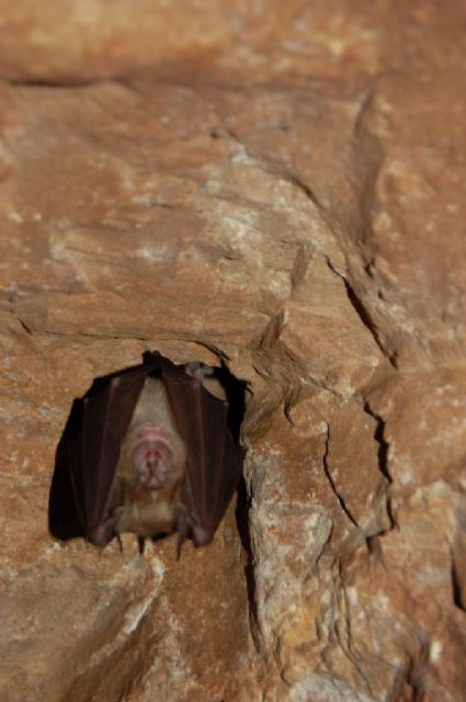 Medio Ambiente programará actividades educativas en las minas de la sierra de Carrascoy - 2, Foto 2