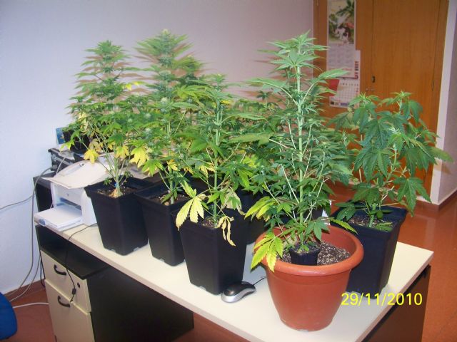 Agentes de la Policia Local de Alcantarilla detienen al propietario de una vivienda - 1, Foto 1