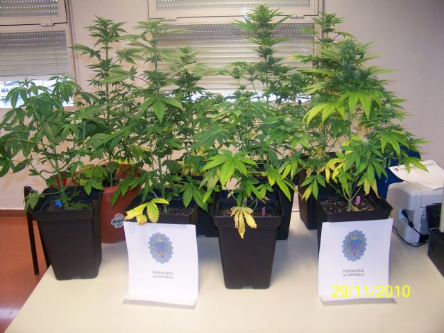 Agentes de la Policia Local de Alcantarilla detienen al propietario de una vivienda - 2, Foto 2