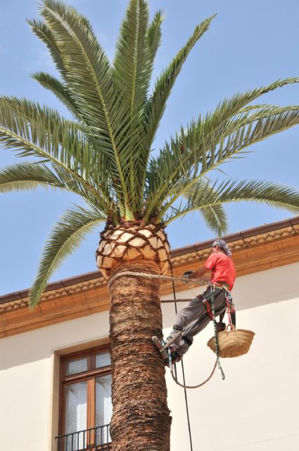 Agricultura se ofrece a colaborar con los ayuntamientos para el control de la plaga del picudo rojo de las palmeras - 1, Foto 1