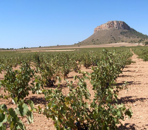 Las últimas lluvias caídas en el término municipal de Jumilla han sido beneficiosas para el campo - 1, Foto 1
