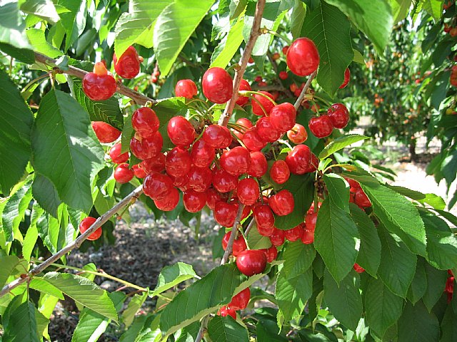 Agricultura señala que el cerezo puede ser una alternativa a otros frutales de hueso en zonas con incidencia de heladas tardías - 1, Foto 1