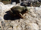 La Comunidad restaura charcas en la zona norte de Sierra Espuña para favorecer la expansin del sapo partero btico